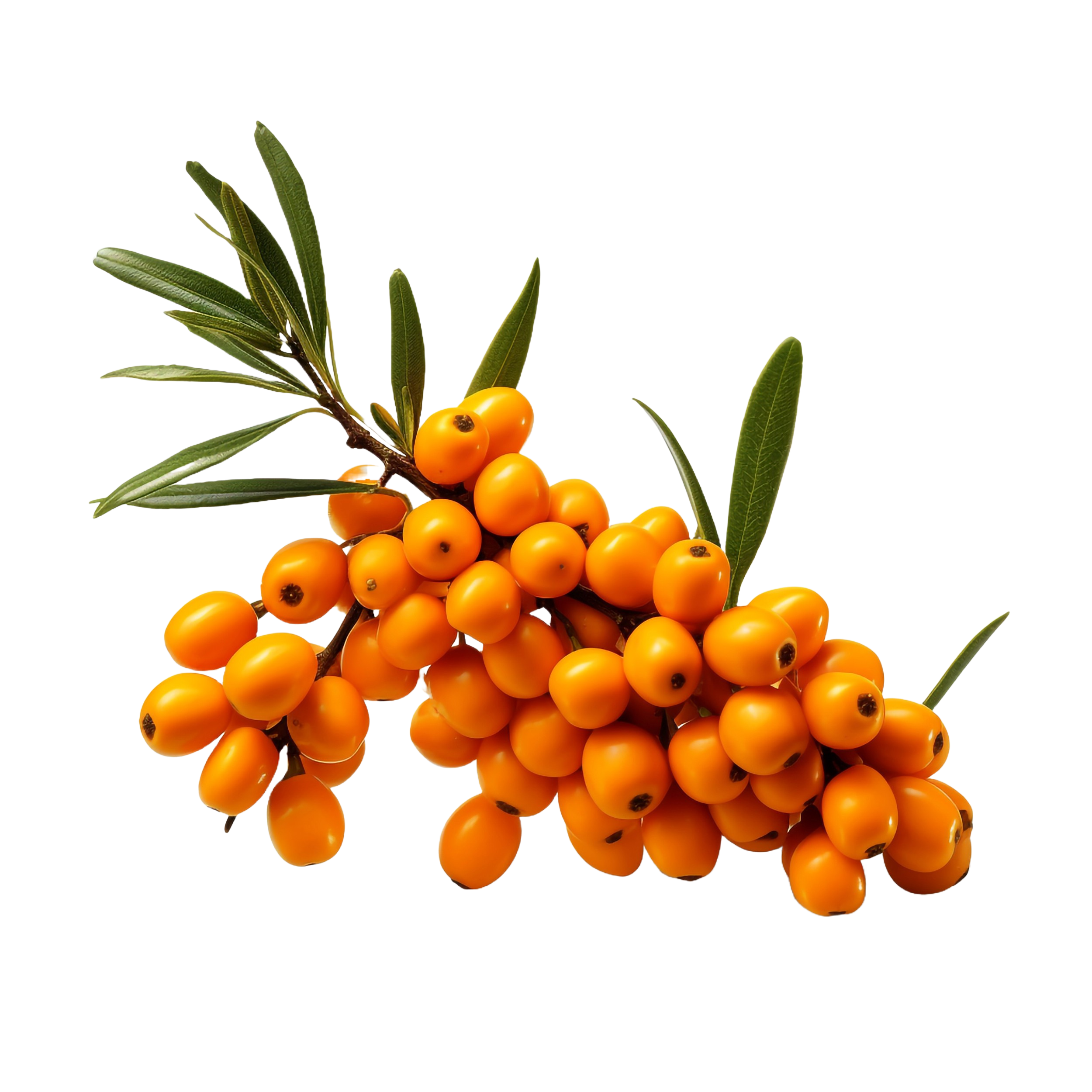 Sea_buckthorn_-11-removebg