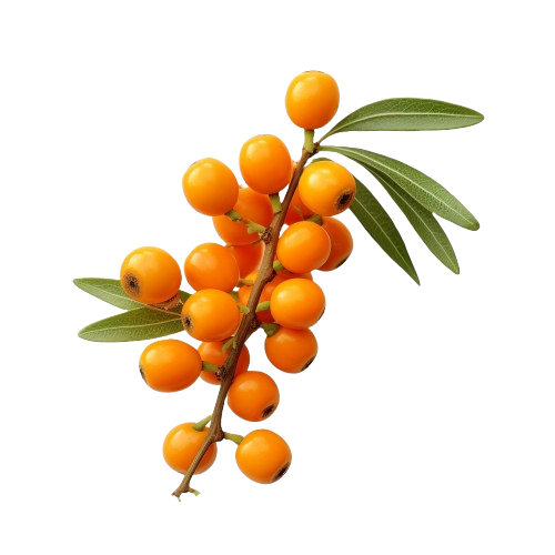 Sea_buckthorn_-8-removebg-preview